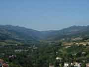 montone